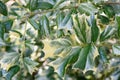 Chinese holly Ilex cornuta O.Spring variegated leaves